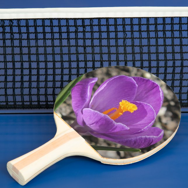 Spring Purple Crocus Flower Nature Photography Ping Pong Paddle (Insitu)