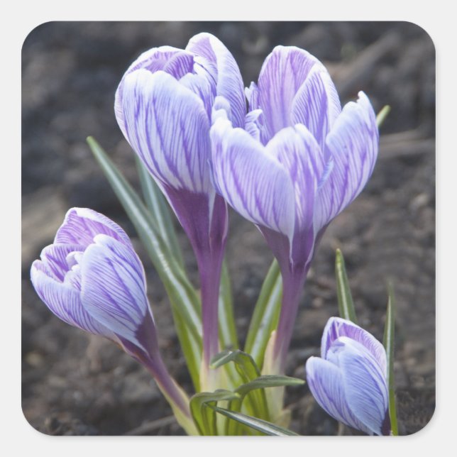 SPRING PURPLE CROCUS SQUARE STICKER (Front)