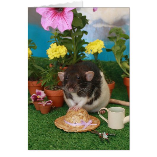 Spring Rat Card (Front)