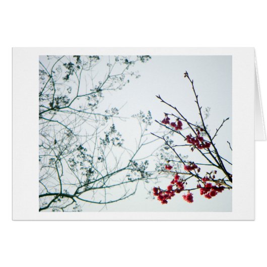 Spring Reach-Out/Cherry Blossoms Blank Cards (Front Horizontal)