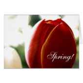 Spring Red Tulip Card (Front Horizontal)