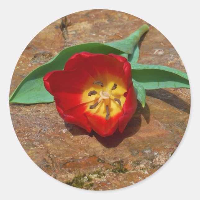 Spring Red Tulip Classic Round Sticker (Front)