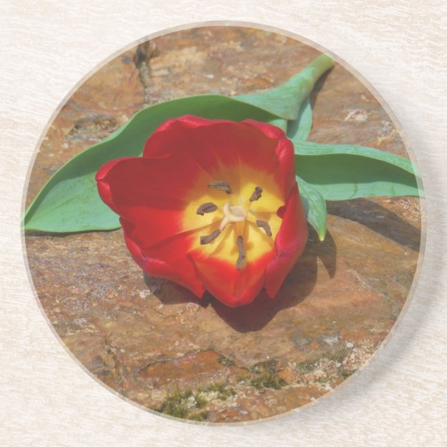 Spring Red Tulip Coaster (Front)