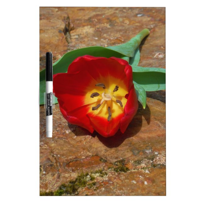 Spring Red Tulip Dry-Erase Board (Front)
