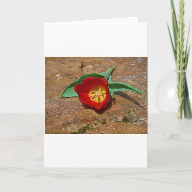 Spring Red Tulip Holiday Card (Front)