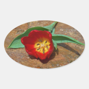 Spring Red Tulip Oval Sticker