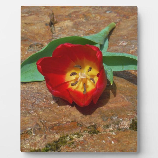 Spring Red Tulip Plaque (Front)