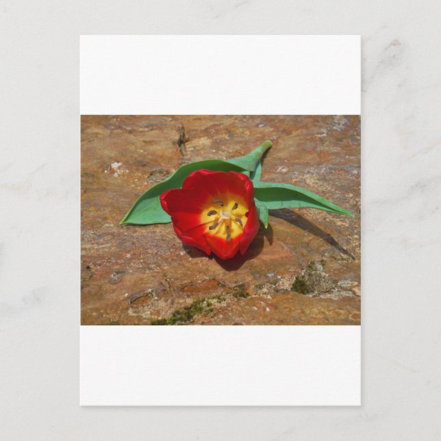 Spring Red Tulip Postcard (Front)
