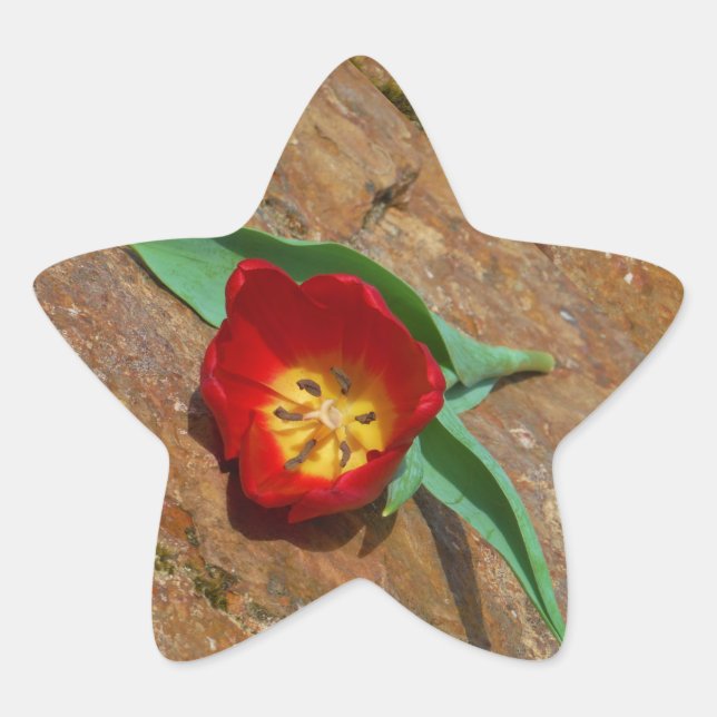 Spring Red Tulip Star Sticker (Front)