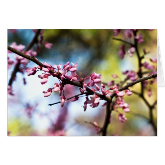 Spring Rhapsody (Front Horizontal)