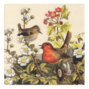 Spring Robin Birds Red Birding Acrylic Print