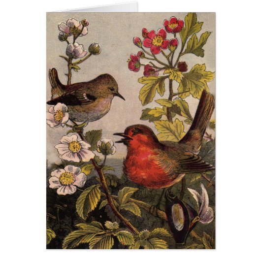 Spring Robin Birds Red Birding Cards (Front)