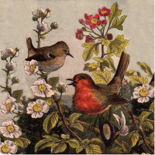 Spring Robin Birds Red Birding Cutout