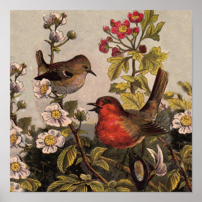 Spring Robin Birds Red Birding Poster (Front)