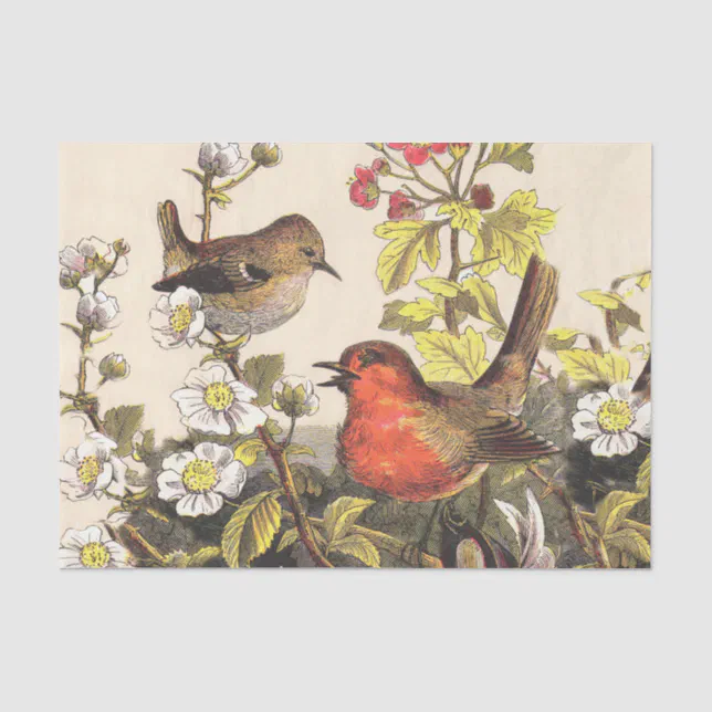 Spring Robin Birds Red Birding Tissue Paper | Zazzle