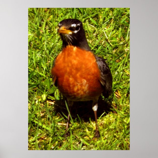 Spring Robin Poster (Front)