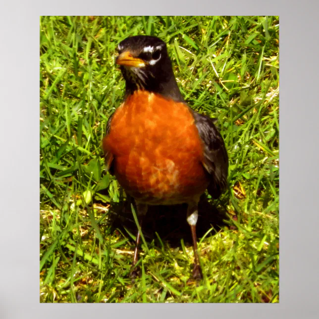 Spring Robin Poster | Zazzle