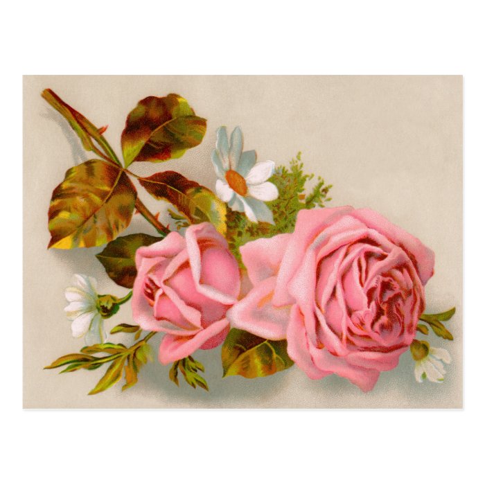 Spring Roses Vintage Postcard