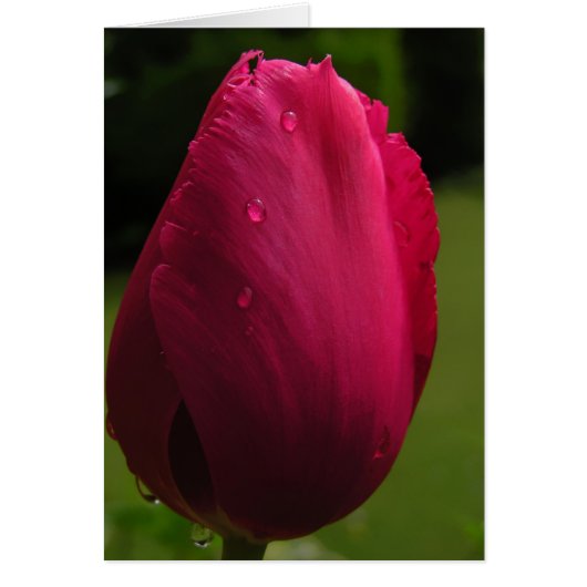 Spring Shower Tulip Card (Front)
