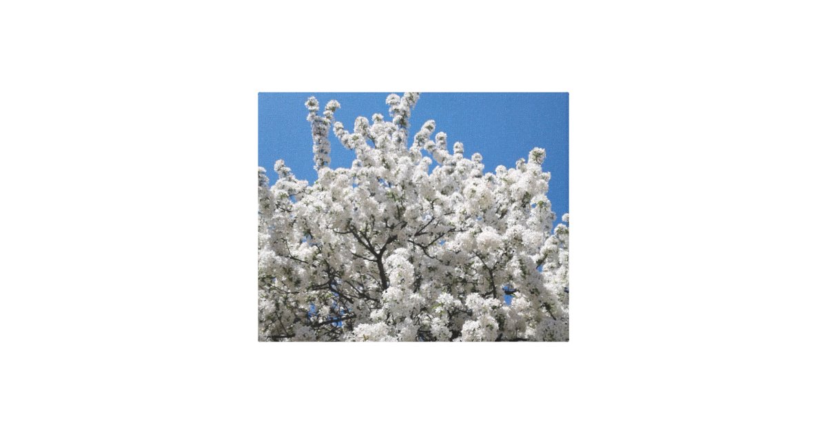 Spring Snow Crabapple Tree In Bloom Canvas Print Zazzle