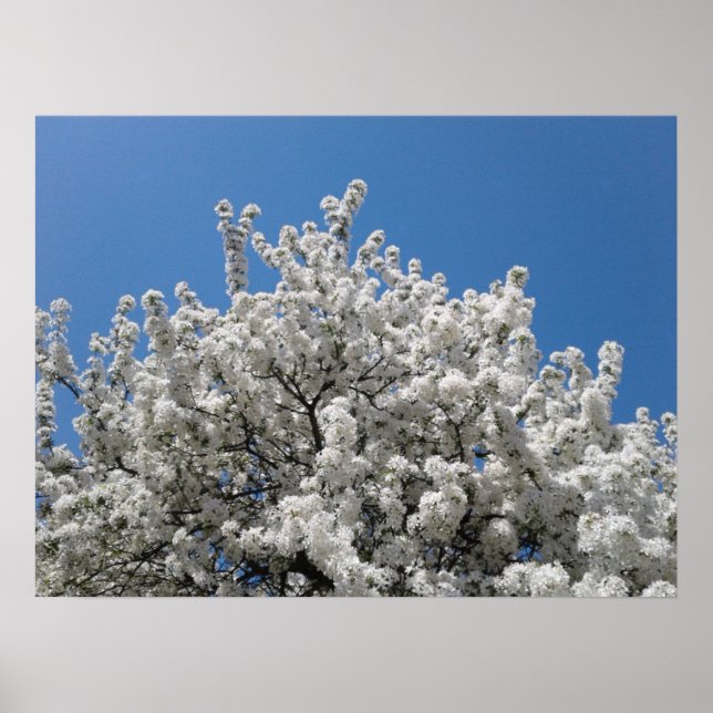 Spring Snow Crabapple Tree in Bloom Poster (Front)