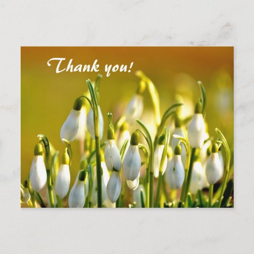 Spring Snowdrops Flowers Thank You Postcard