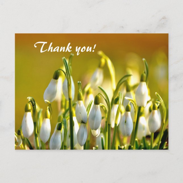 Spring Snowdrops Flowers Thank You Postcard (Front)