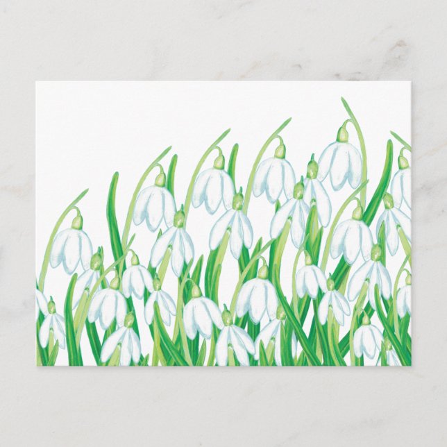 Spring Snowdrops  Postcard (Front)