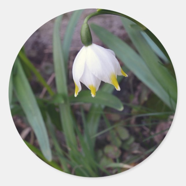 Spring Snowflake Leucojum vernum Classic Round Sticker (Front)