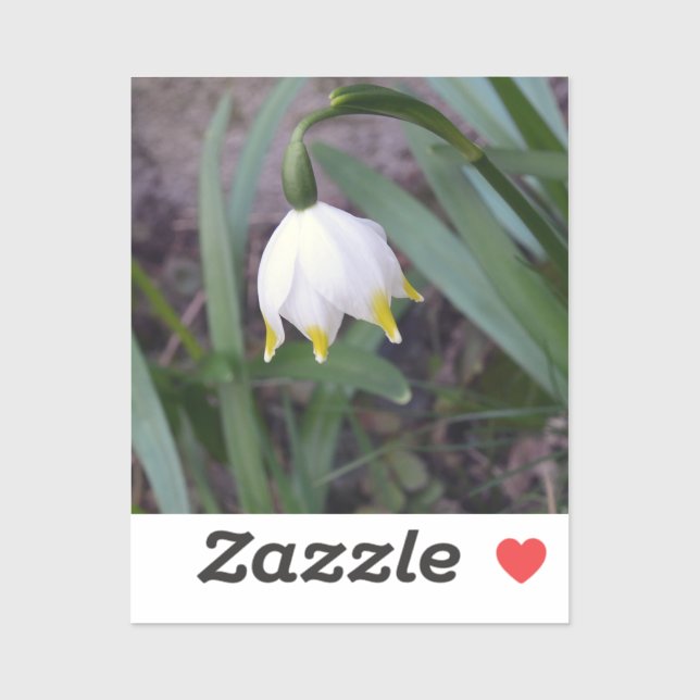 Spring Snowflake Leucojum vernum Flower  Sticker (Sheet)