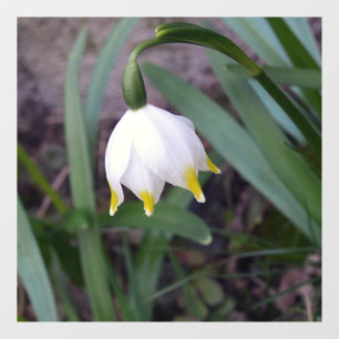 Spring Snowflake Leucojum vernum Flower  Window Cling
