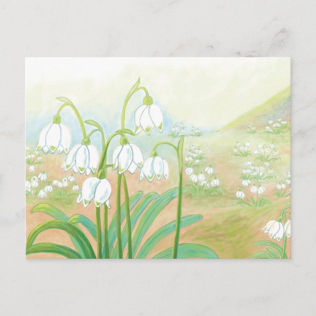 Spring Snowflake, Leucojum vernum Illustration Postcard (Front)