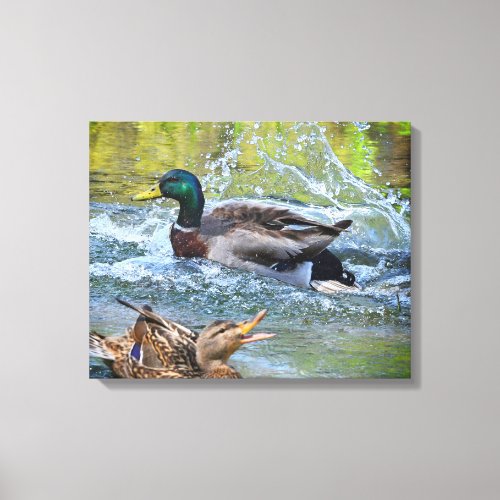Spring Splash Mated Mallard Pair Ducks Canvas Print