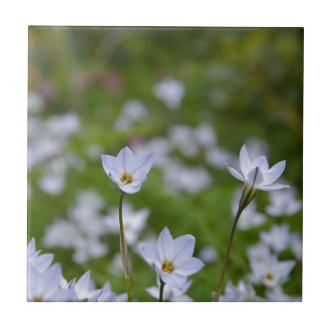 Spring Starflower Ceramic Tile (Front)
