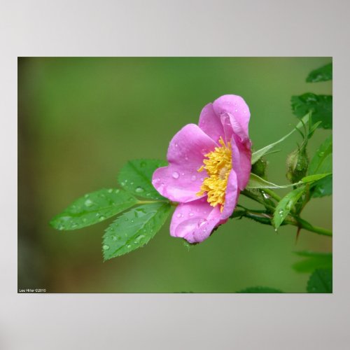 Spring Storm Beauty Wild Rose in the Rain Poster