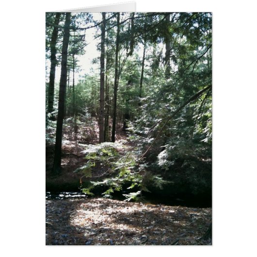 Spring Stroll (Front)