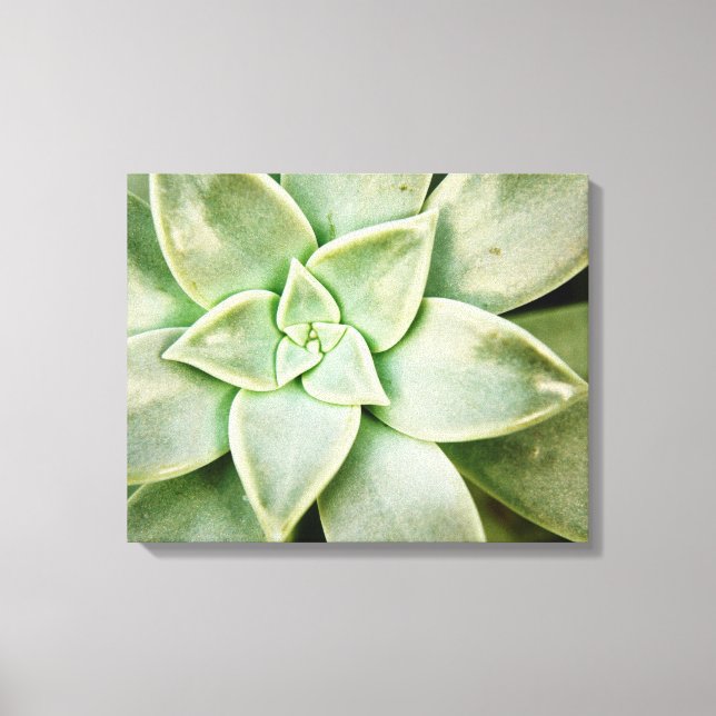 Spring Succulent Canvas Print (Front)