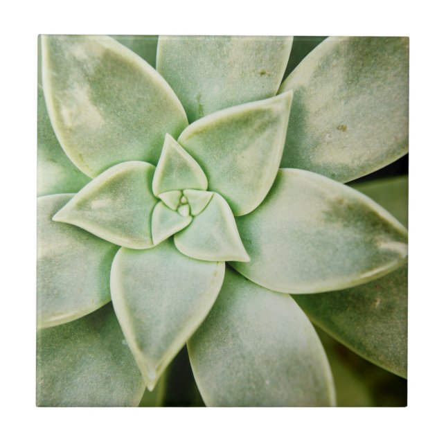 Spring Succulent Ceramic Tile (Front)