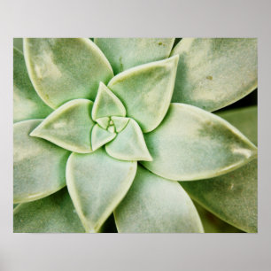 Spring Succulent Poster
