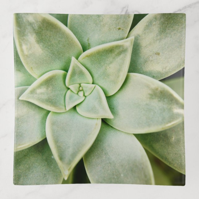 Spring Succulent Trinket Tray (Front)