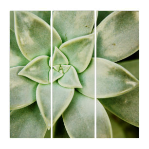 Spring Succulent Triptych