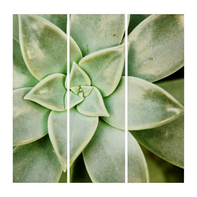 Spring Succulent Triptych (Front)
