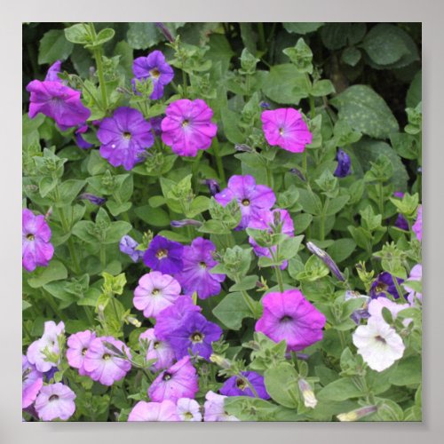 Spring Summer Floral Purple Petunia Flowers Decor