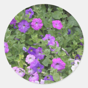 Spring Summer Floral Purple Petunia Flowers Decor Classic Round Sticker