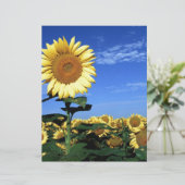 Spring Sunflower (Standing Front)