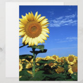 Spring Sunflower (Front/Back)