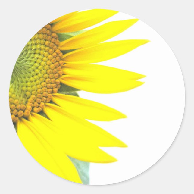 Spring sunflowers classic round sticker (Front)