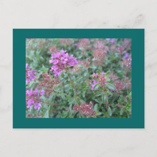 Spring Thyme Postcard