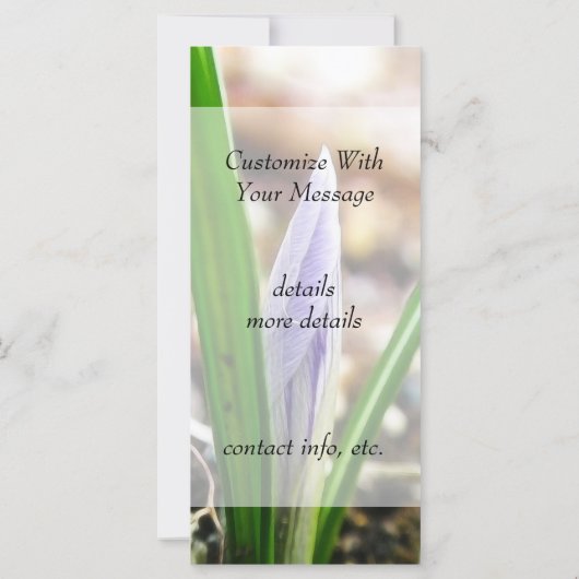 Spring Time! Crocus Bud (Back)