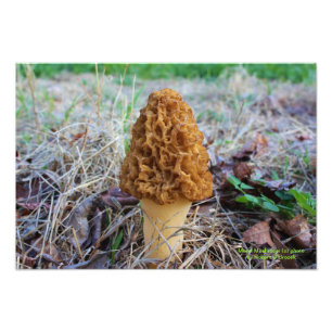 Spring Time Morel Mushroom Photo
